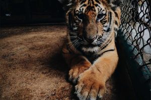 Potret Terbaru Anak Kembar Artis yang Kini Telah Dewasa, Makin Cantik & Ganteng